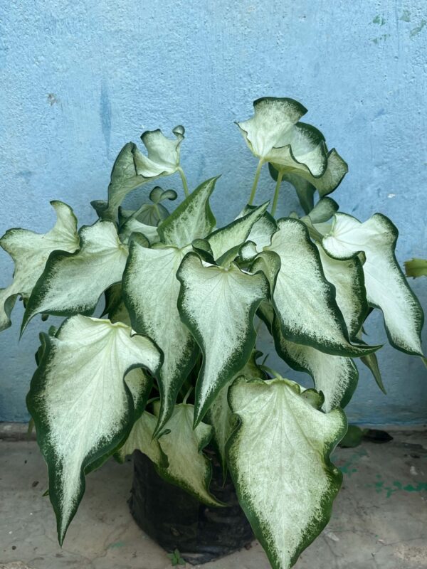 PLANTS